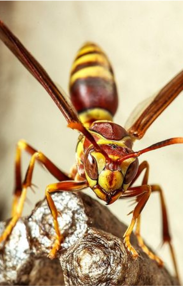 Some species enslave other wasp species by invading their nests, killing the queen, and forcing the workers to raise their own offspring.

