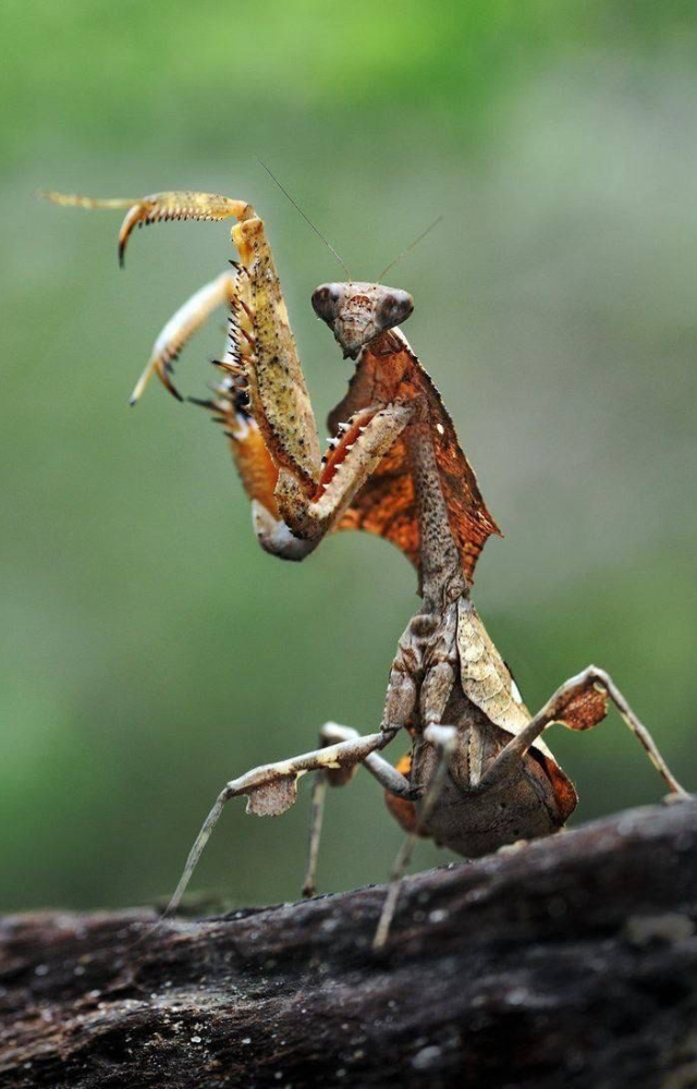 Insects That Control Others