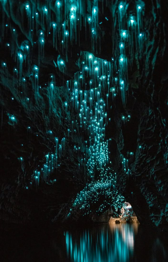 Thousands of bioluminescent glowworms cling to cave ceilings, turning dark caverns into star-studded night skies underground.
