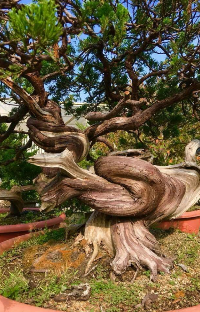 Located in California, this bristlecone pine is over 4,800 years old. It was already ancient before the pyramids were built.
