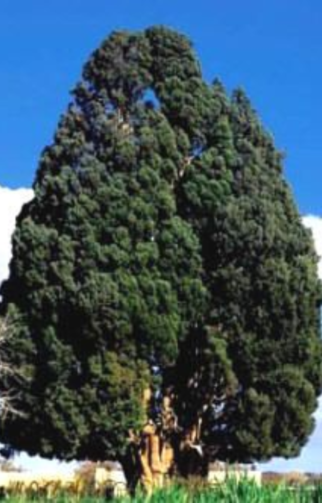 This massive cypress is estimated to be over 4,000 years old. Locals consider it sacred, and it`s protected as a national treasure.
