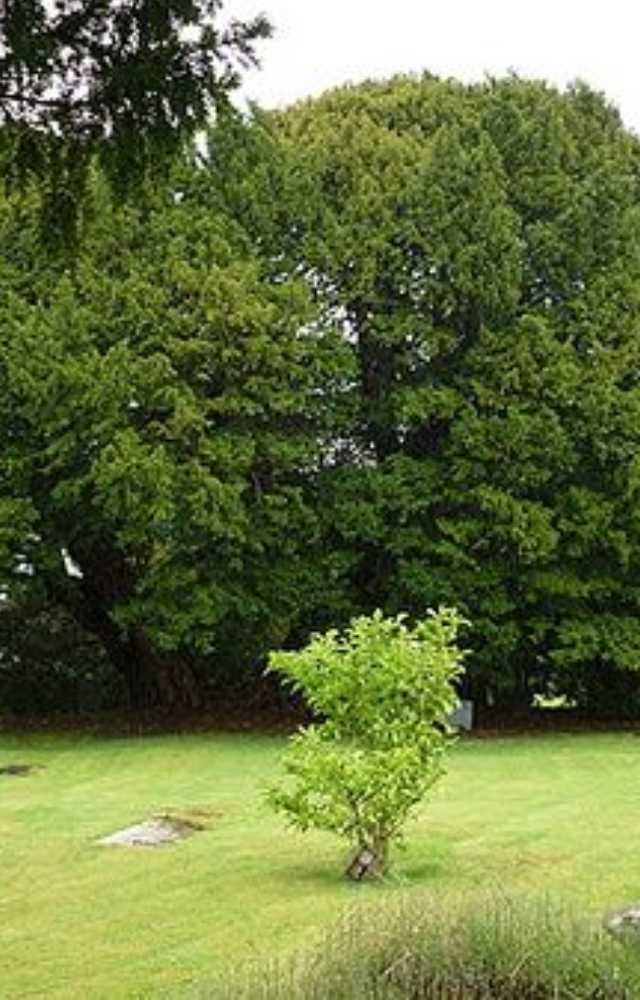 This twisted yew tree in a churchyard is believed to be between 4,000 and 5,000 years old. It`s still growing in a quiet Welsh village.
