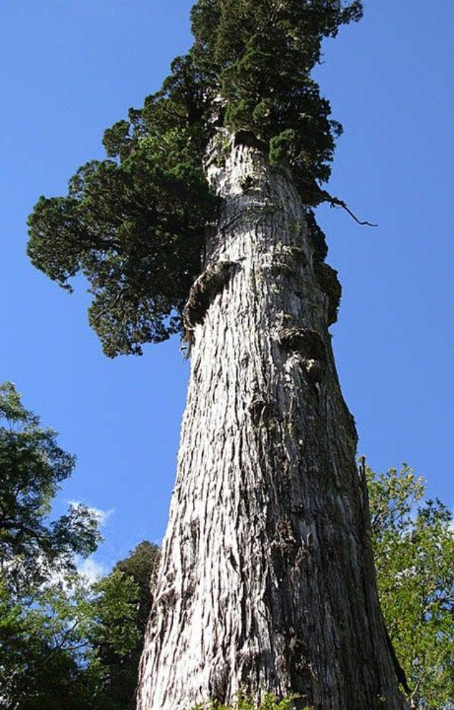 Ancient Trees That Still Live Today