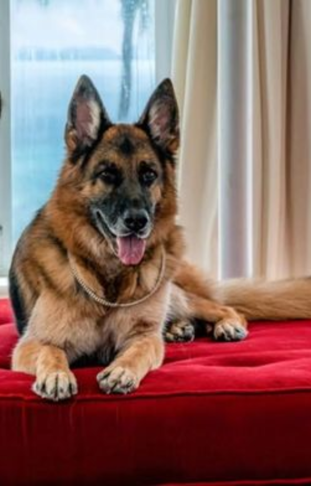 This dog inherited $400 million from a German countess and even owns mansions—including one formerly owned by Madonna.
