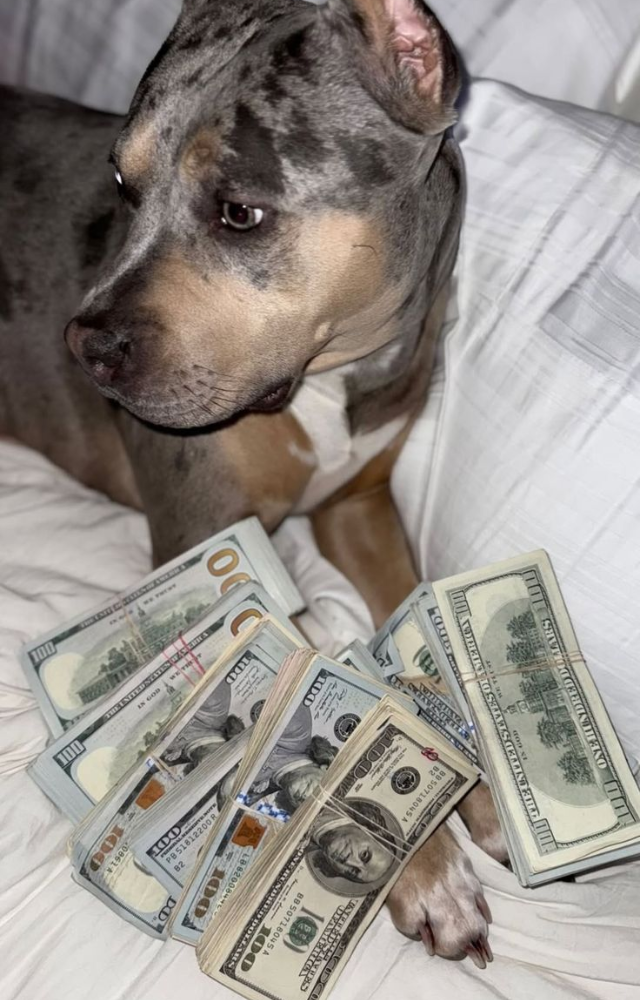 Pets With Million-Dollar Fortunes