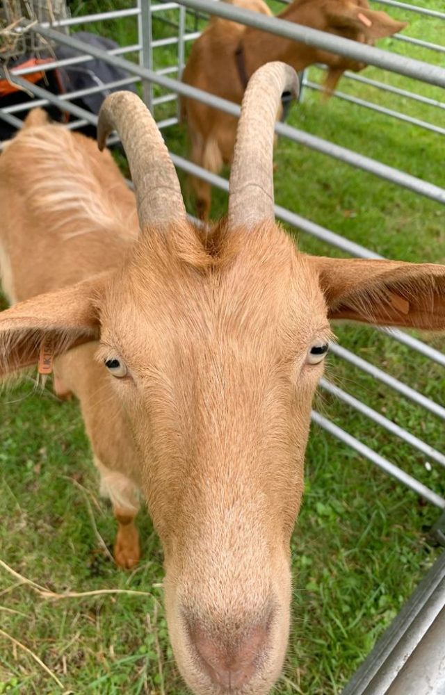 This rare breed from the Channel Islands produces wool with a natural golden tint—soft, luxurious, and beloved by hand spinners.

