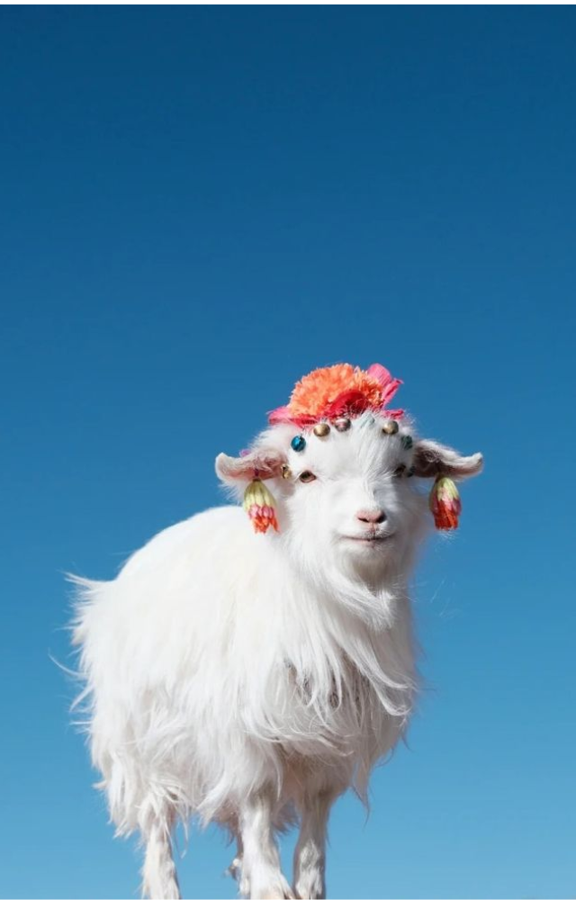 Though mostly bred for meat and milk, some Tibetan breeds have a golden undertone in their coarse wool due to mineral-rich diets.
