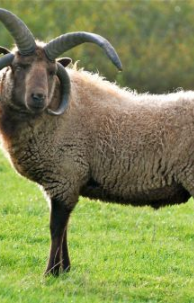 With multiple horns and brown-gold fleece, this ancient Isle of Man breed is both visually stunning and culturally significant.

