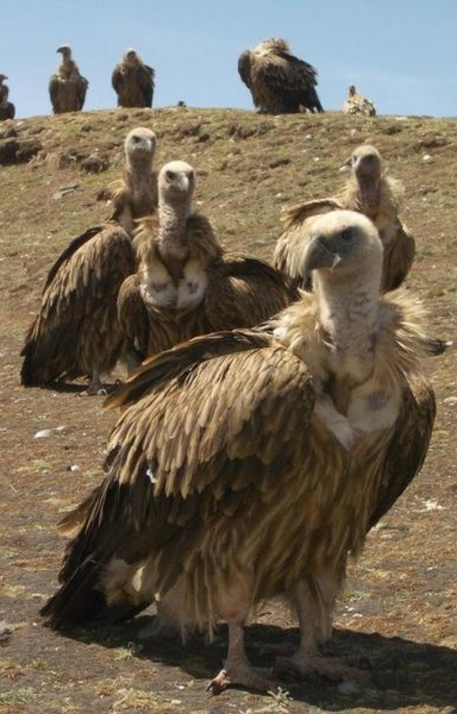In this ancient Buddhist tradition, bodies are left atop mountains to be consumed by vultures—considered a final act of generosity.
