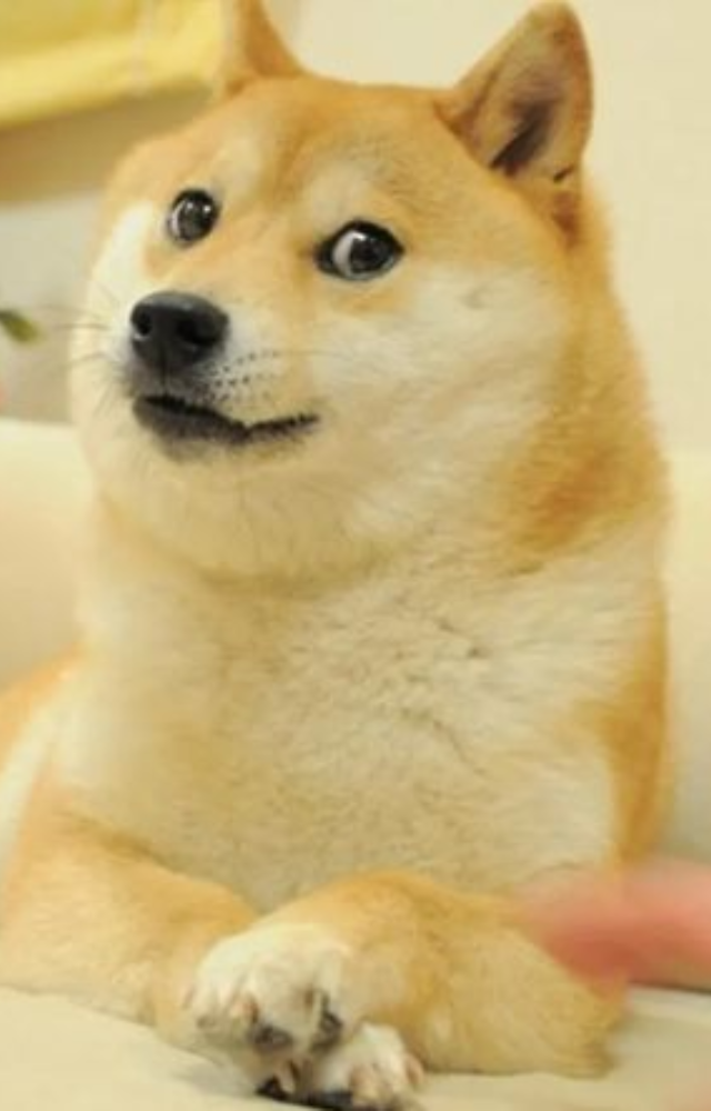 The Shiba Inu with Comic Sans text took over the internet with “such wow” energy.
