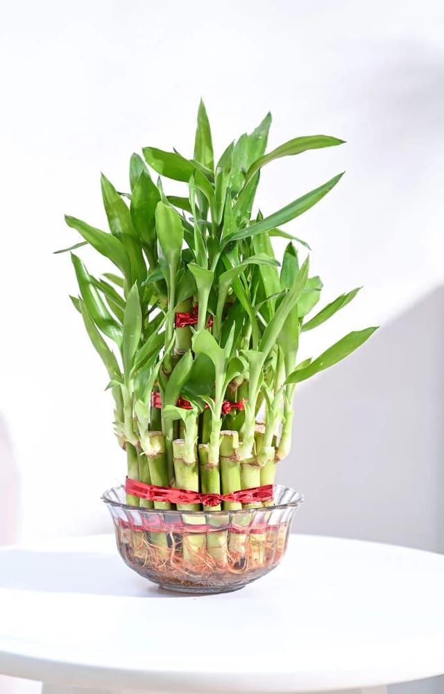 World Bamboo Day: Benefits Of The Plant