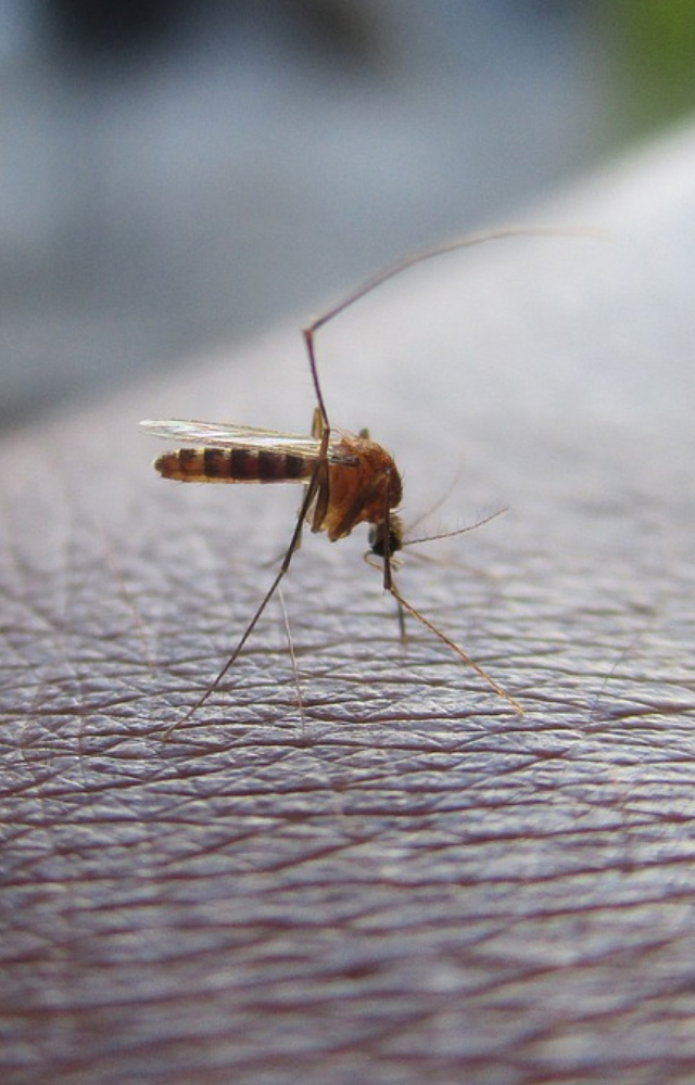 Chandipura Virus: 7 Things You Must Know