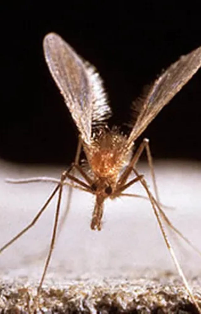 CHPV is spread by bites from infected mosquitoes, ticks, and sandflies.