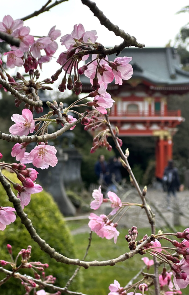 7 Best Places to See Cherry Blossoms