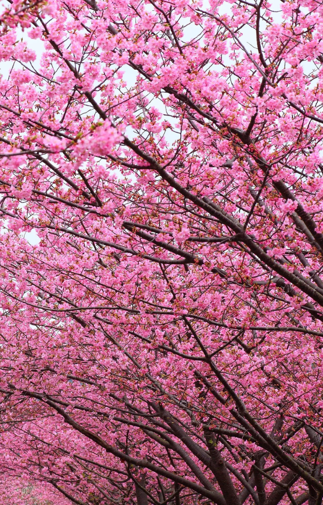 Ueno Park and Shinjuku Gyoen offer classic hanami (flower viewing) experiences. Riversides also bloom, creating stunning pink tunnels.