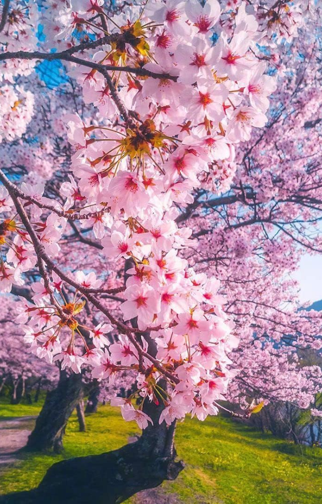 The Philosopher`s Path and Maruyama Park are prime spots. Ancient temples and gardens blend with delicate blossoms for serene beauty.