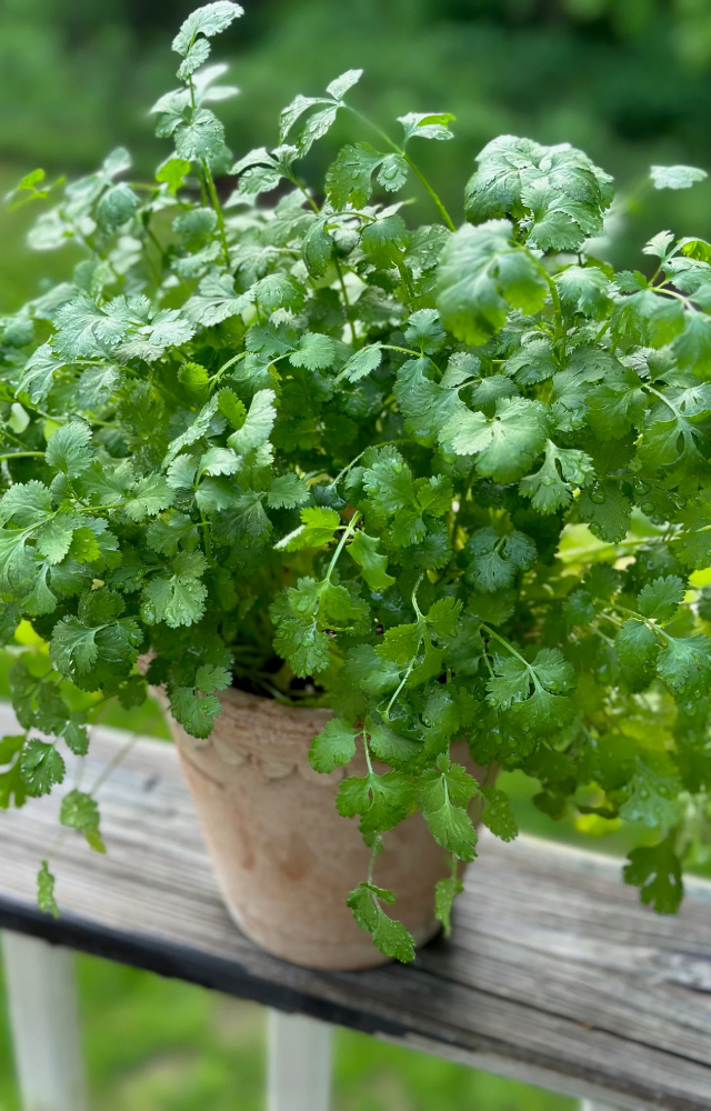 Another common ingredient in almost every Indian food, this herb grows quickly. It prefers cooler weather and can be grown in pots directly.