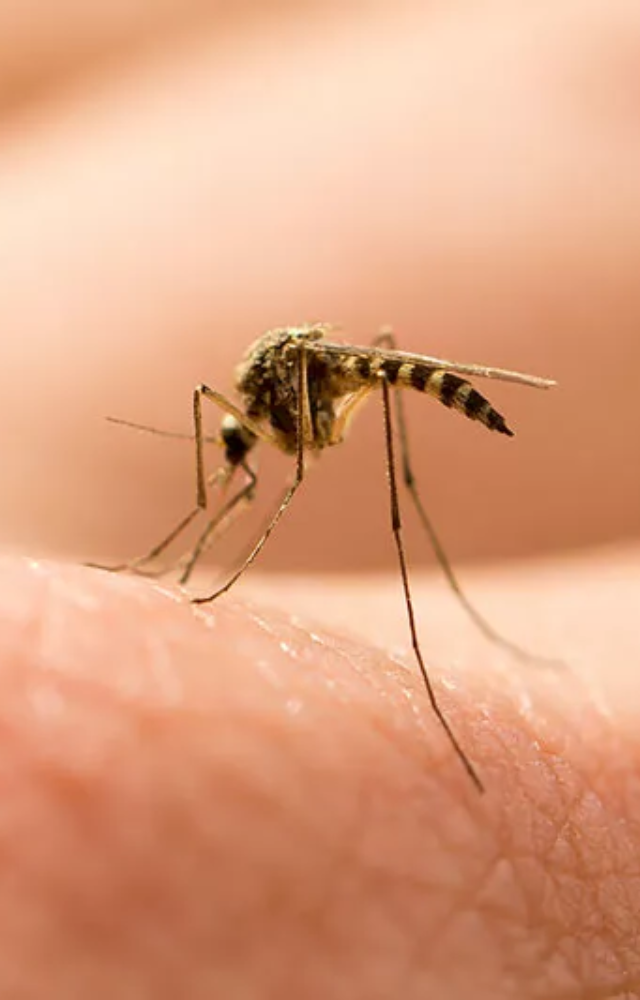 Insects like mosquitoes cannot transmit HIV. The virus is not present in their saliva.