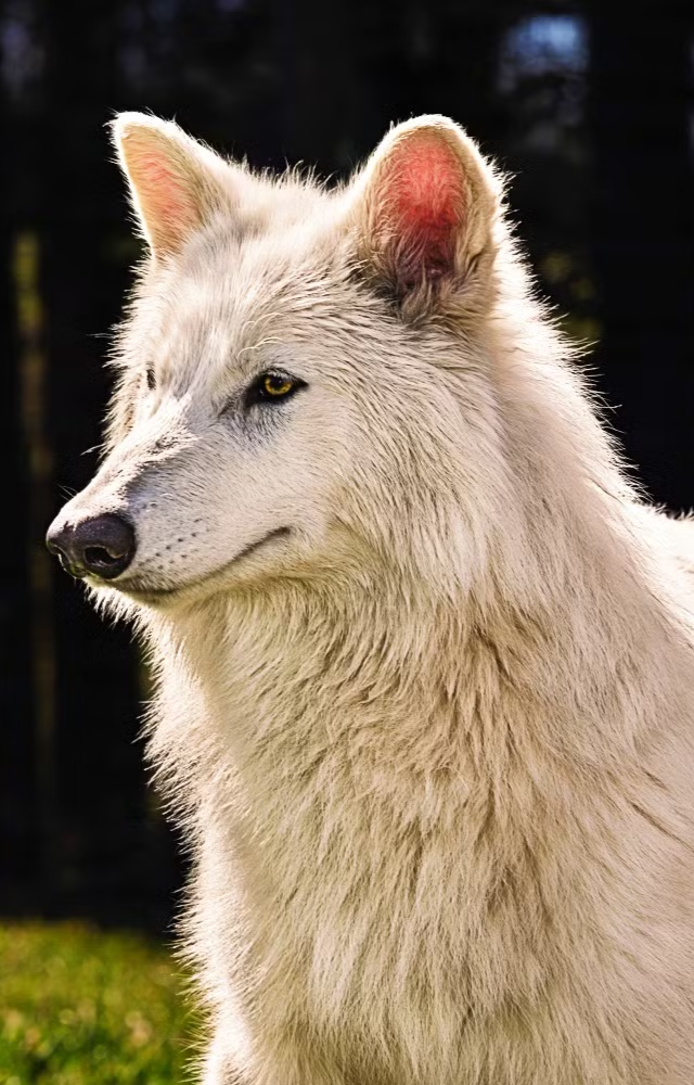 What Are Dire Wolves?