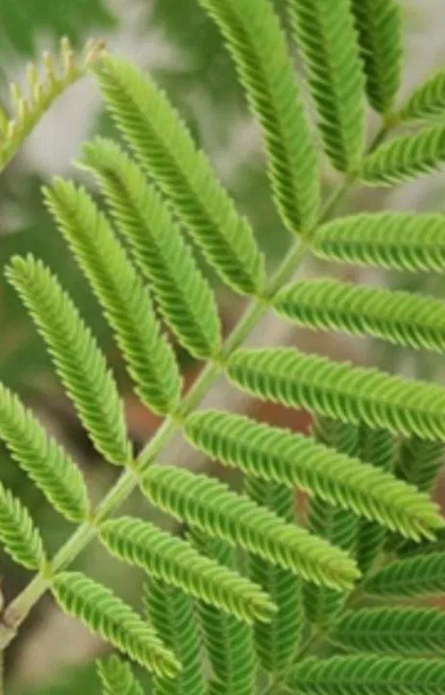 Worship the Shami plant, light a mustard oil lamp, and offer water to ward off negative energies.