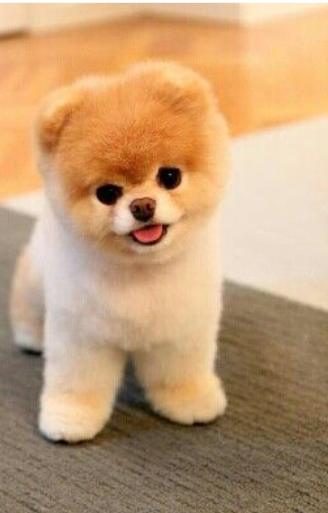 This adorable Pomeranian boasts over 9 million followers, with a feed full of cute outfits, poses, and viral videos.

