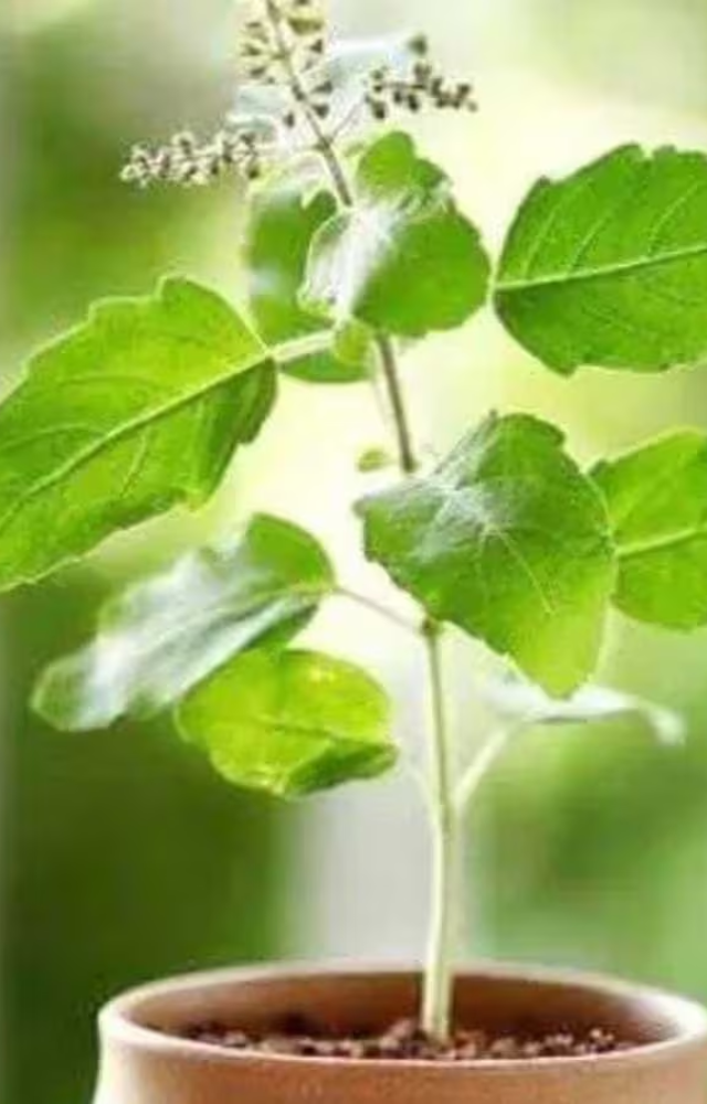 This sacred herb, revered in India for its medicinal properties, is packed with antioxidants and has immune-boosting properties.