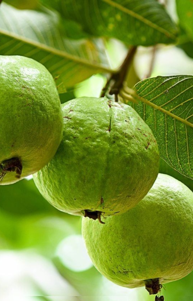 Guava is packed with dietary fibre, which can promote healthy digestion, prevent constipation, and help regulate blood sugar levels.