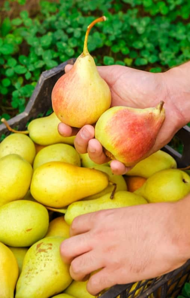 Pears are a good source of fiber which aids in digestive health by keeping you feeling full and satisfied. It also helps to regulate your blood sugar levels.