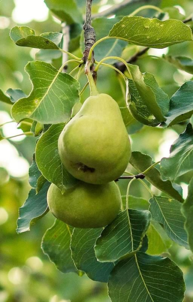 Pears are a low-calorie fruit, making them a great snack for people who are watching their weight. A medium pear has only about 100 calories.
