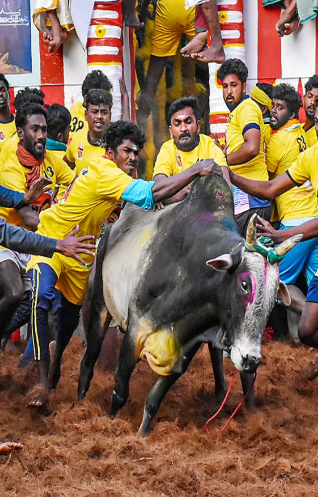In a tragic incident, a bull owner drowned while attempting to save his bull that had fallen into a farm well. The accident highlights the risks associated
