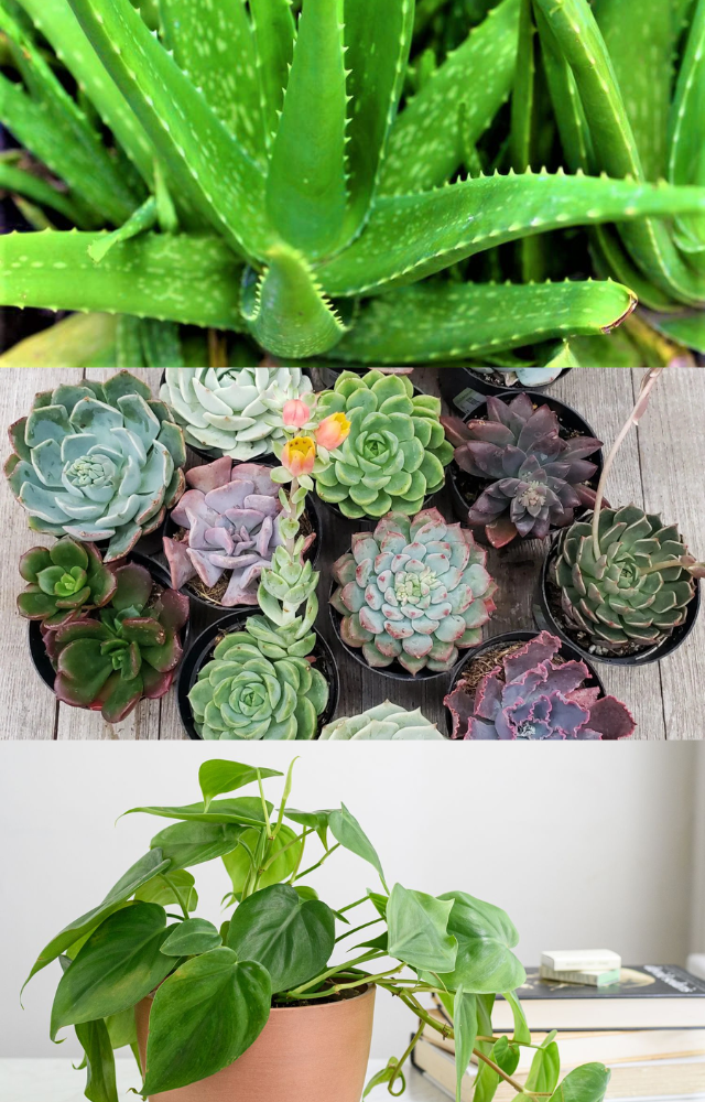 7 Low Maintenance Indoor Plants