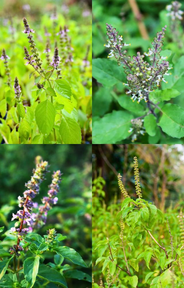 6 Sacred Plants That Belong In Your Home