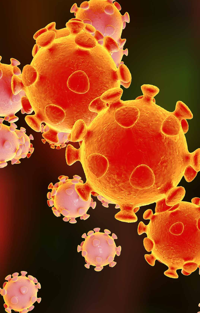 HKU5-CoV-2 uses the same ACE2 receptor as SARS-CoV-2 to enter cells, raising concerns about potential human infection.