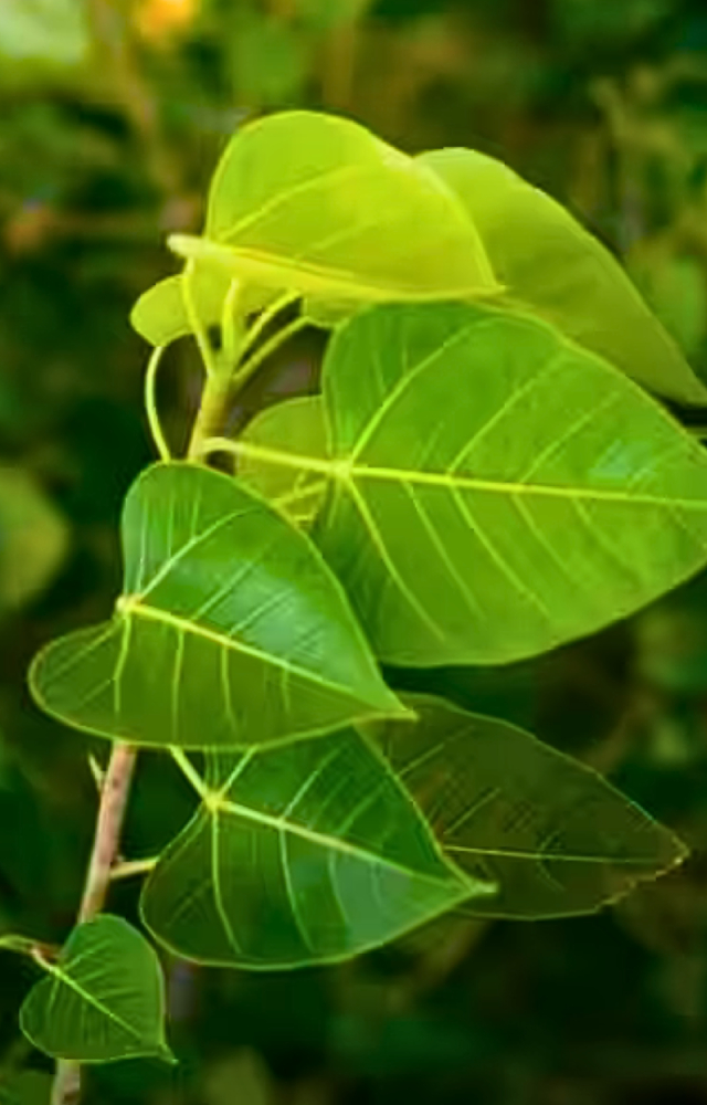 There are trees, and then there`s Peepal. Ved Vyasa, who wrote the Mahabharata, is said to have meditated under it. It grows where it thrives the most.