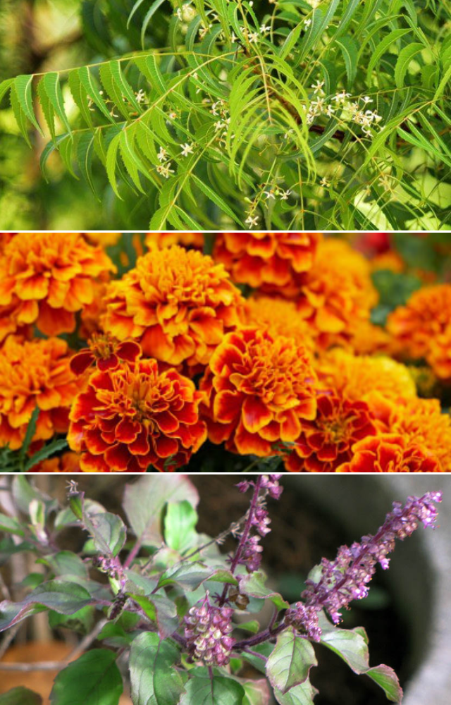 7 Plants That Keep Mosquitoes Away