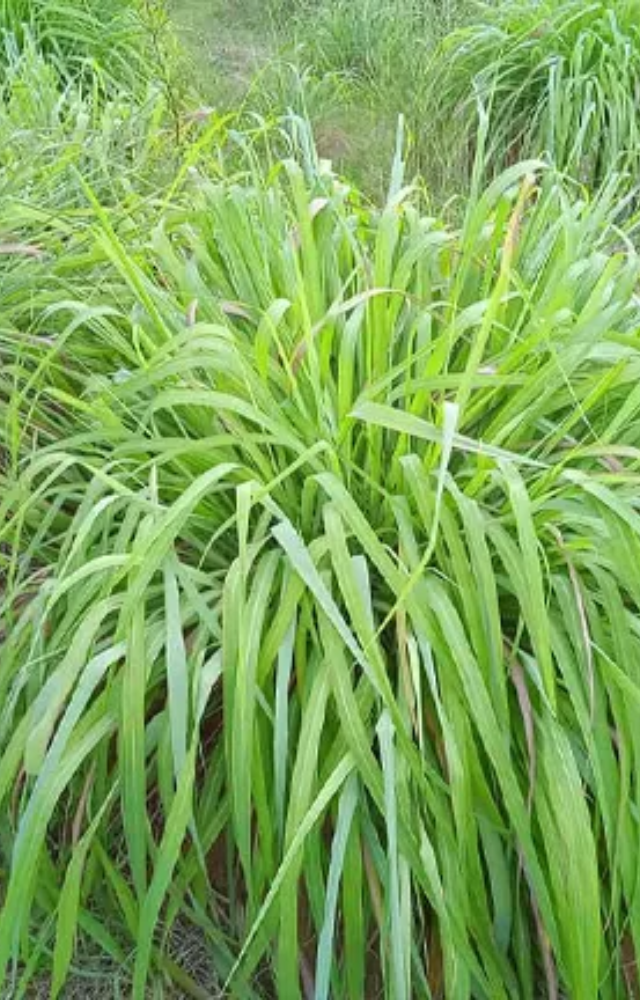 This plant is a tall, clumping grass with a strong citrus scent. The essential oil in its leaves disrupts mosquitoes` sense of smell and keeps them away.