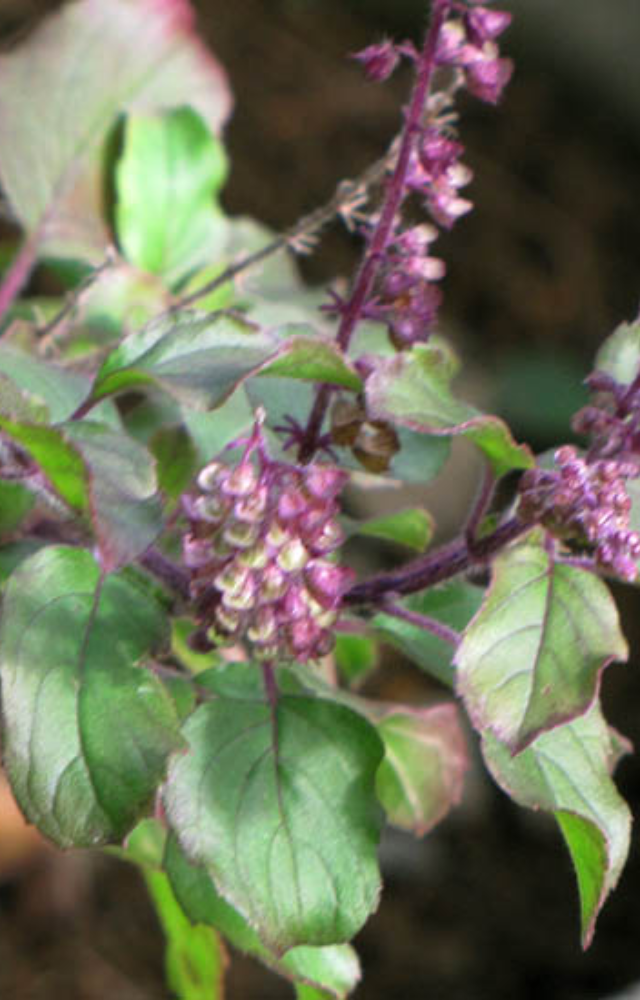 Tulsi, or basil, not only has religious significance but also repels mosquitoes. The strong, slightly camphoraceous aroma keeps these pesky insects at bay.