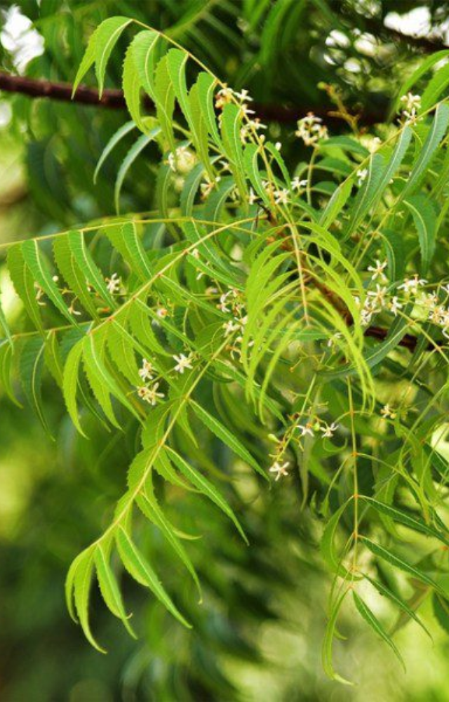 The neem tree is a powerhouse when it comes to repelling mosquitoes and other insects. The oil from the neem leaves is a natural insecticide and repellent.
