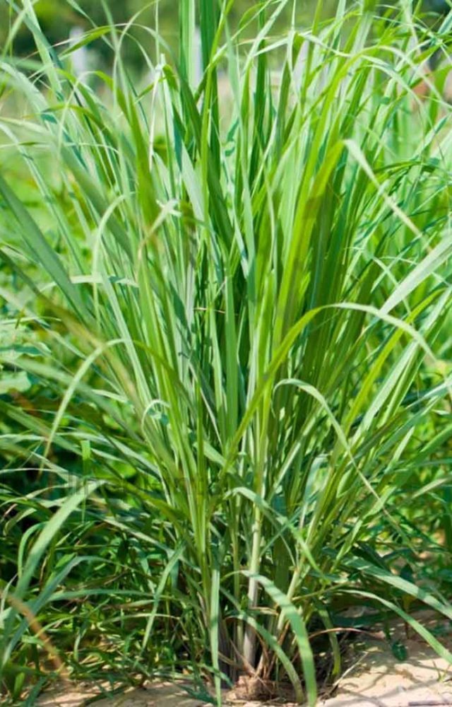 Plants That Help Keep Mosquitoes Away