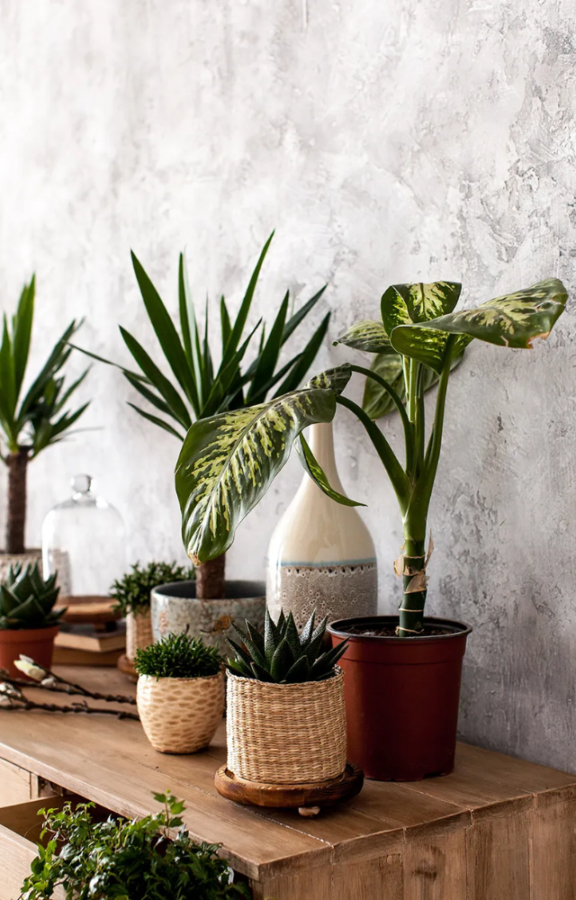 Many common indoor pollutants, like formaldehyde and benzene, can be filtered by certain house plants, contributing to a healthier breathing environment.