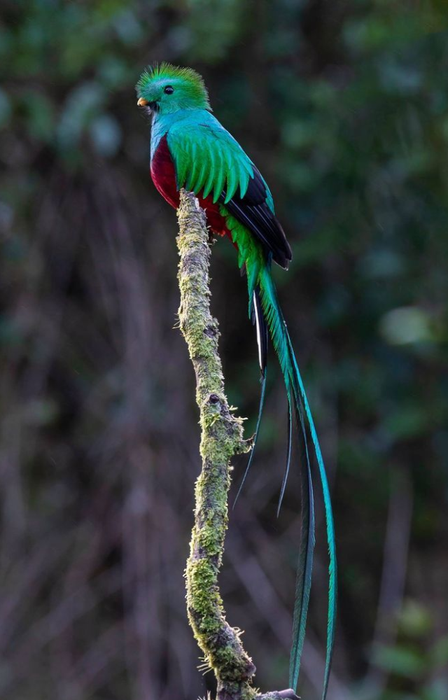 Found in Central America, this bird dazzles with emerald green feathers, a bright red chest, and long, shimmering tail plumes.
