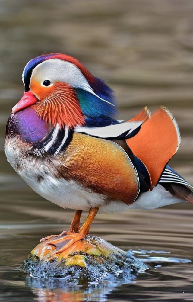 Native to East Asia, the male mandarin duck flaunts a kaleidoscope of orange, purple, green, and blue on its patterned body.
