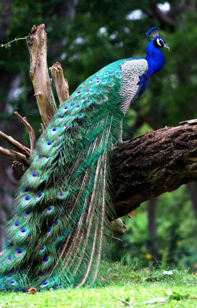 Known for its dramatic fan of iridescent tail feathers, the peacock is a global symbol of beauty and majesty.

