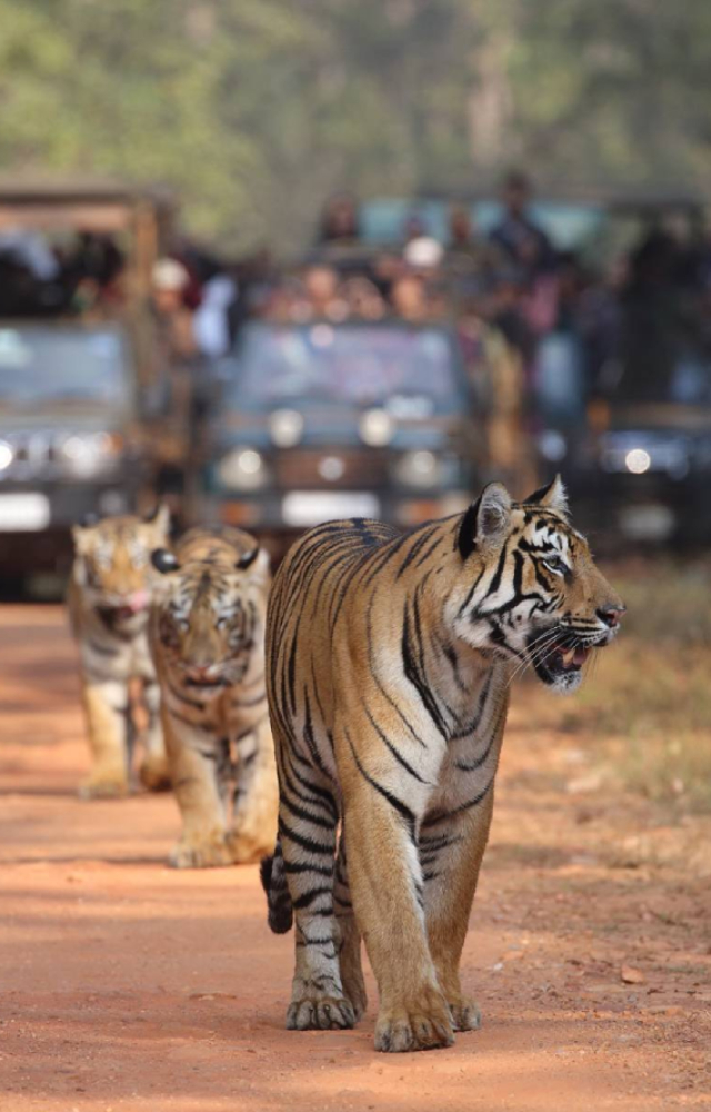 Tiger safaris in Maharashtra and other reserves are becoming popular. Plan a weekend getaway to Tadoba Andhari Tiger Reserve and see some magnificent wildlife.