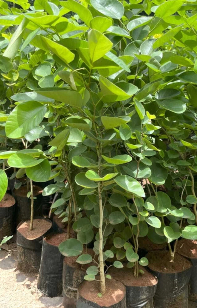 People lose their cool over minor inconveniences, but Sandalwood stays cool. Its fragrance is a great way to relieve stress and reminds you of the divine.