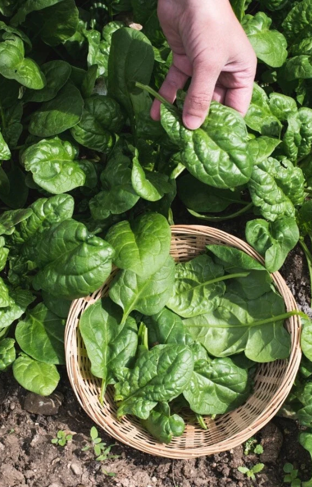 Spinach is a green leafy vegetable that can be easily grown at home. It requires consistent watering, and the outer leaves must be harvested regularly