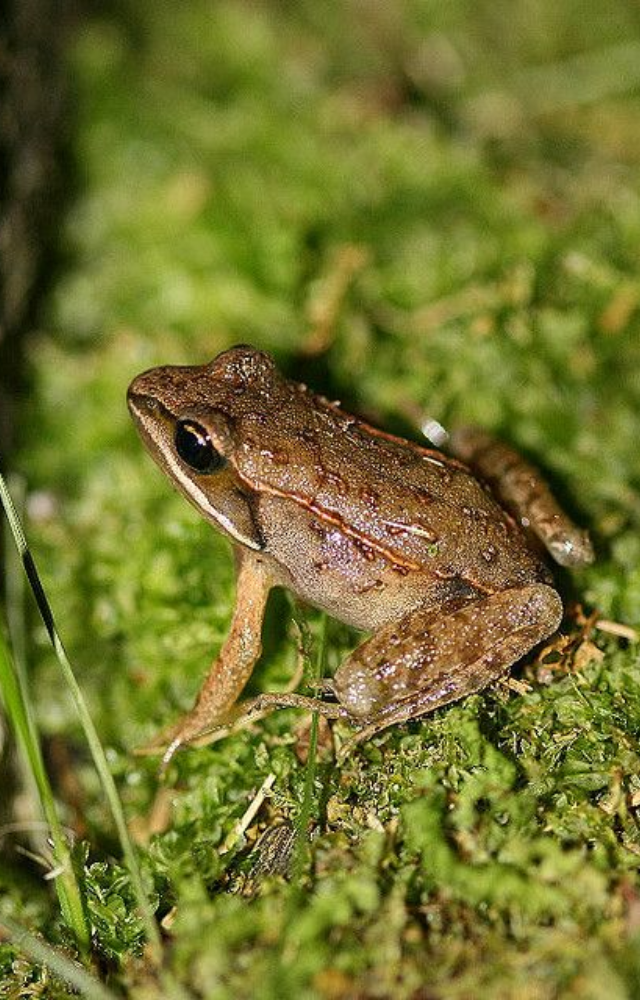 This tiny frog freezes solid in winter. Its heart stops, and it appears dead—yet it thaws and hops away months later, fully alive.

