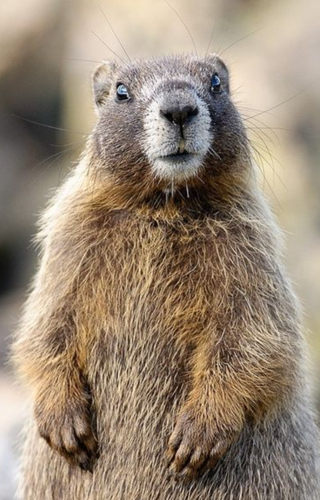 Found in European mountains, this rodent hibernates for up to 8 months, sleeping through snow-packed winters in underground burrows.
