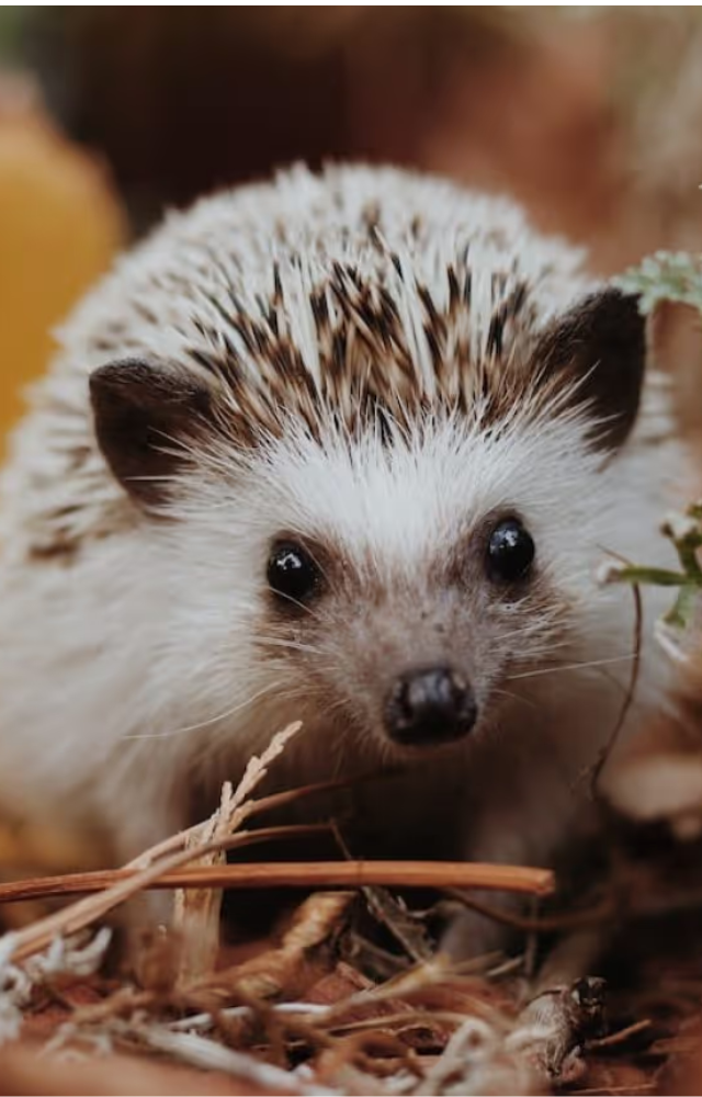 Creatures That Hibernate for Years