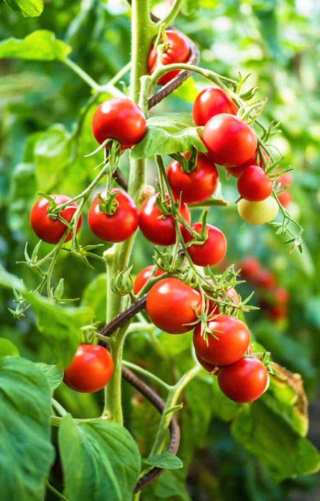 Tomatoes are a staple in the Indian diet and are relatively easy to grow. They need plenty of sunlight, regular watering, well-drained soil, and minimal care.